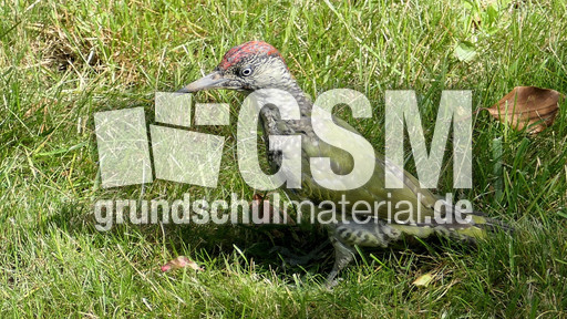 Grünspecht (9).jpg
